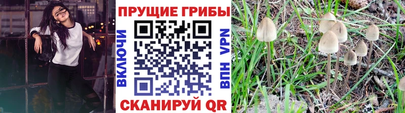 Галлюциногенные грибы Psilocybe  Ленинск 